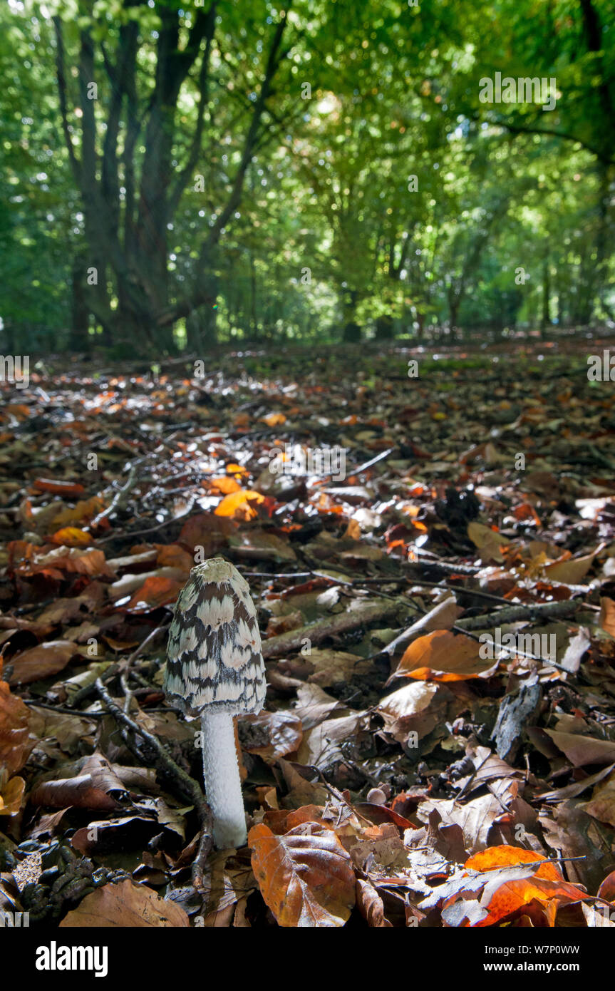 Magpie Pilz (Coprinus picaceus) wachsen auf Waldboden, Surrey, England, Großbritannien, Oktober. Stockfoto