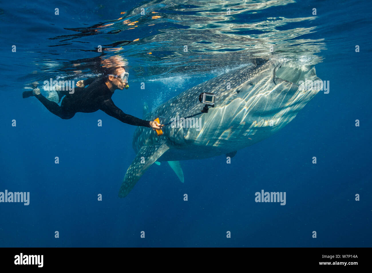 Ein schnorchler Filme selbst Schwimmen mit einem Filter füttern Walhai (Firma IPCON typus), Isla Mujeres, Quintana Roo, Yucatan, Mexiko, Karibik. Stockfoto