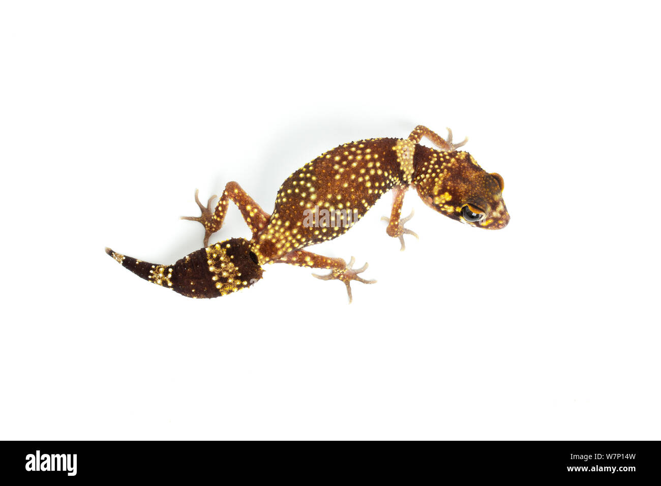 Dicke-tailed/bellenden Gecko (Nephrurus/Underwoodisaurus milii). Endemisch in Australien. Stockfoto