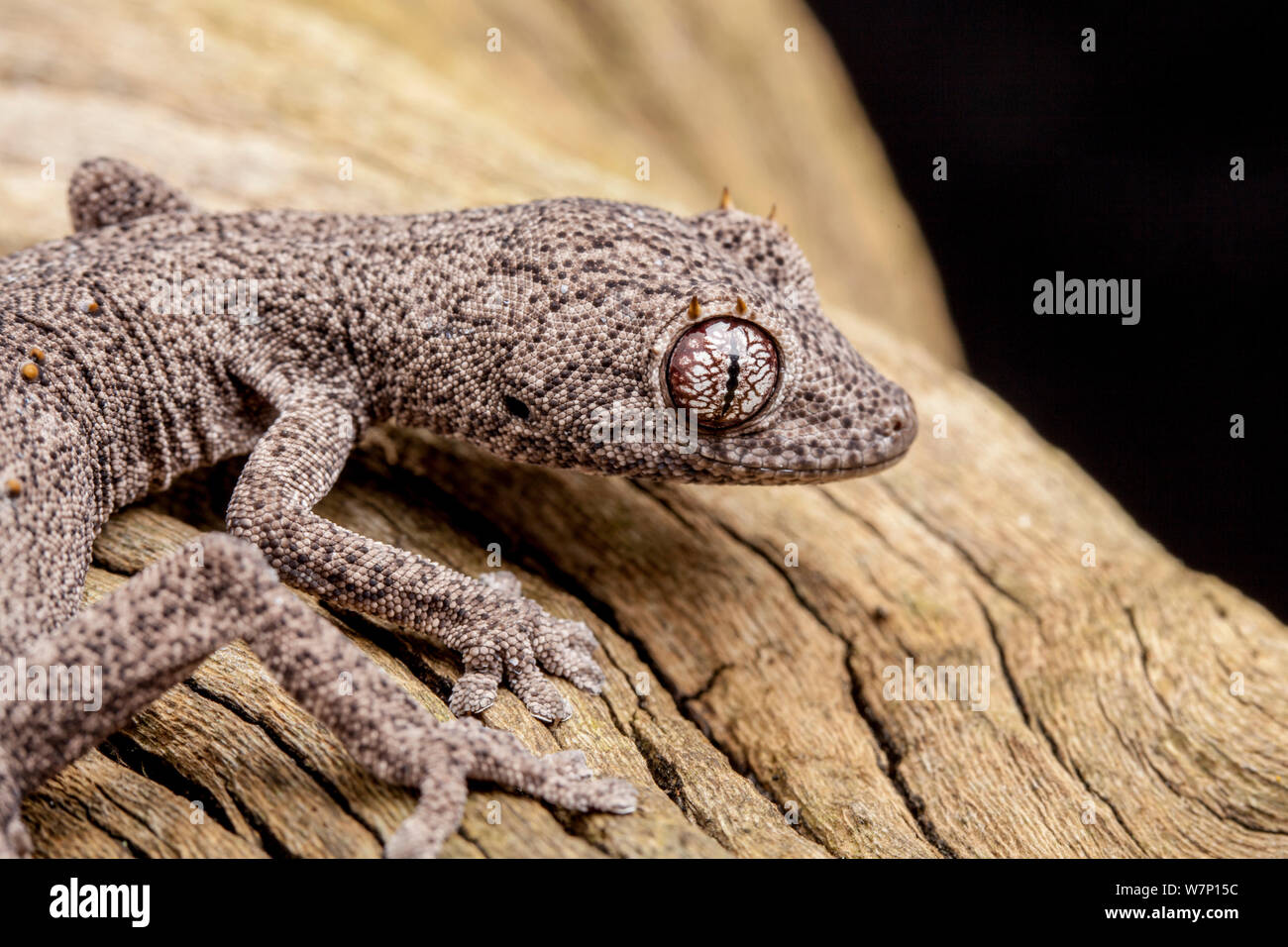 Kristen stacheligen-tailed Gecko (Strophurus krisalys). Gefangen. Endemisch in Australien. Stockfoto