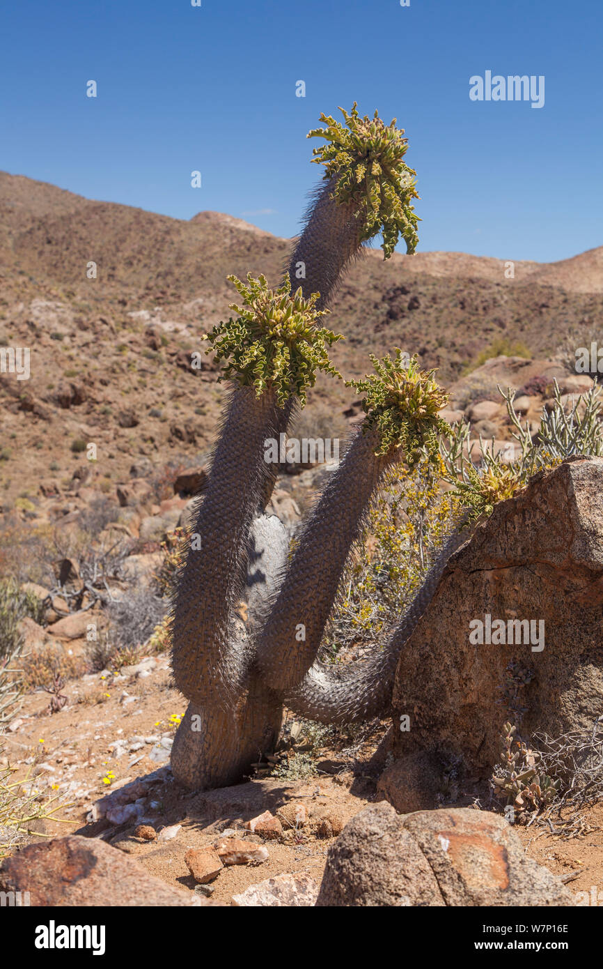 "Halfmens" Pflanze (Pachypodium namaquanum namaquensum/) in ariden Landschaft. Richtersveld, Südafrika, Oktober. Stockfoto