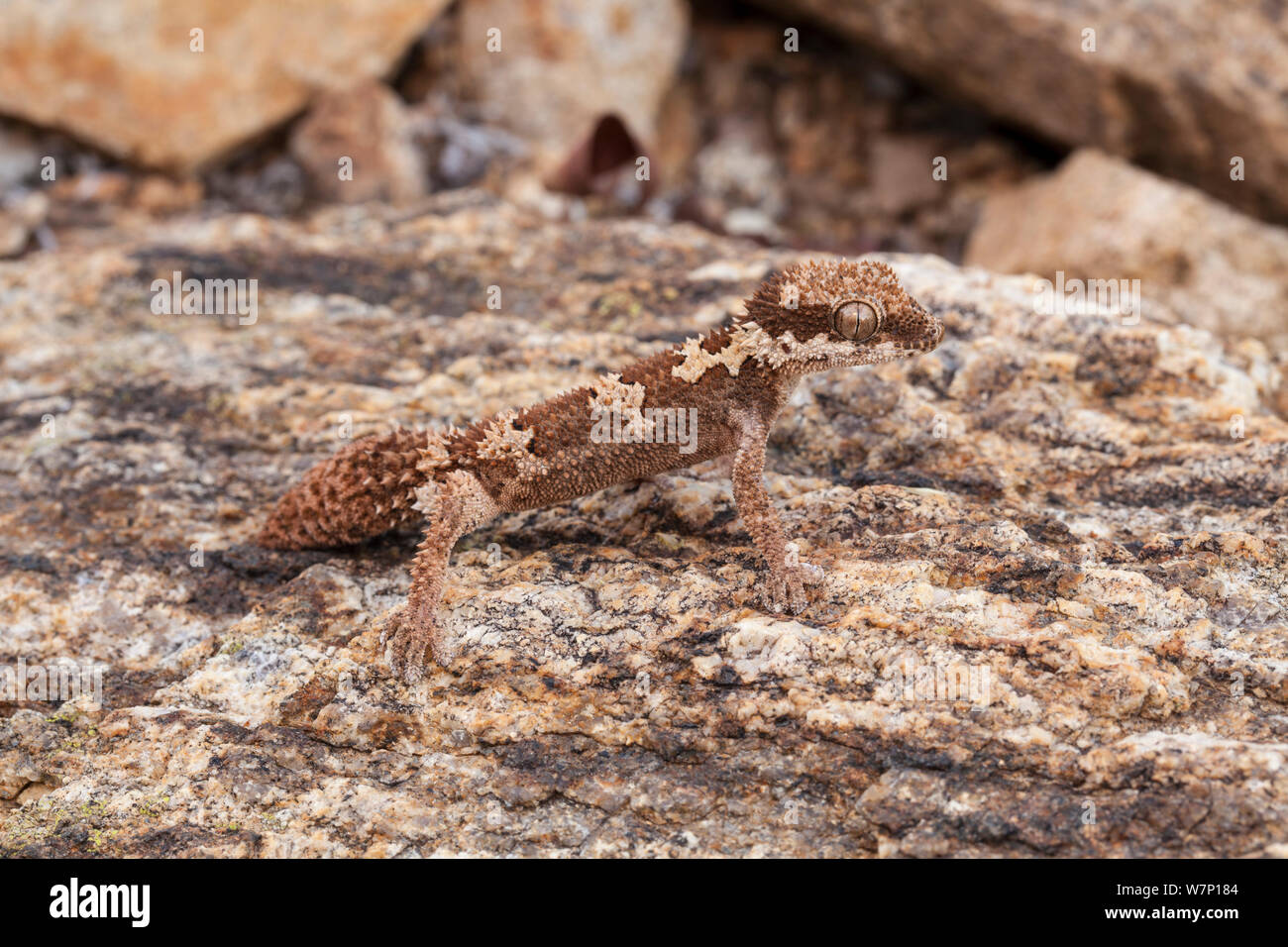 Rauh - skaliert Gecko (Pachydactylus Rugosus), männlich mit regenerierten Schwanz, Springbock, Südafrika, Oktober. Stockfoto