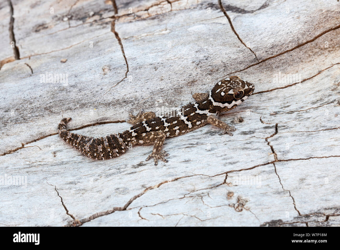 Barnard's Gecko (Pachydactylus barnardi). Springbock, Northern Cape, Südafrika. Stockfoto