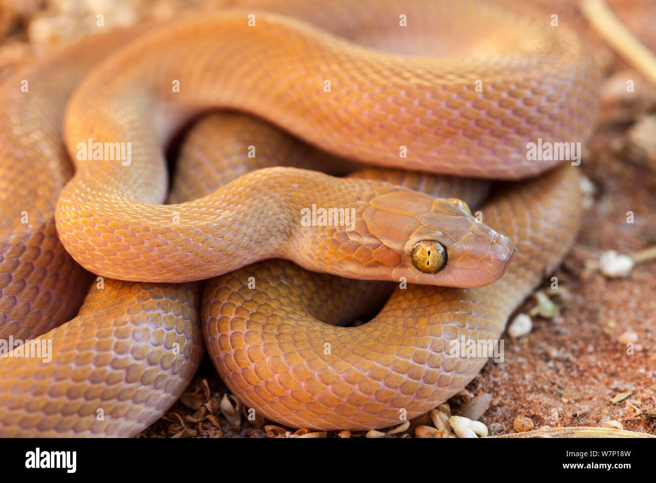 Namibischen/Big Eyed Haus Schlange (Boaedon/Lamprophis mentalis). Springbok, Südafrika, Oktober. Stockfoto