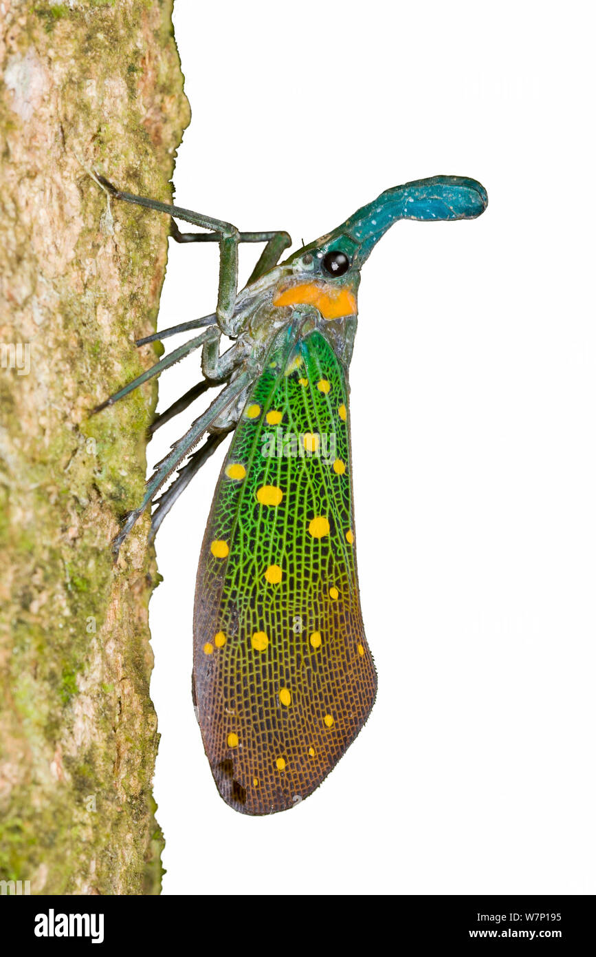 Laterne Bug/Laterne fliegen (Pyrops sp.). Endemisch in Sukau, Sabah, Borneo. Stockfoto