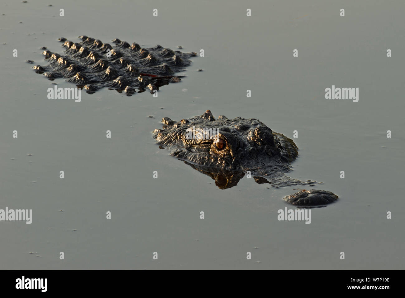 American alligator (Alligator mississippiensis) an der Wasseroberfläche. Everglades, Florida, USA. Stockfoto