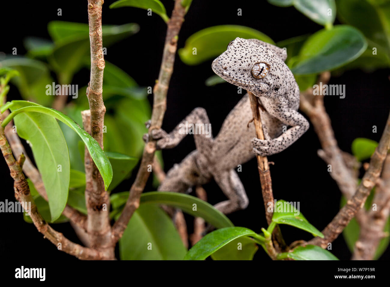 Östlichen stacheligen-tailed Gecko (Strophurus williamsi). Captive, endemisch in Australien. Stockfoto