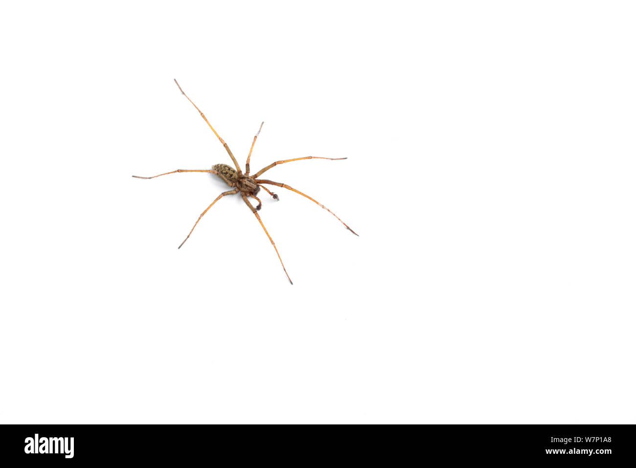 Haus/Spinnennetz Spinne (Tegenaria duellica). Stockfoto