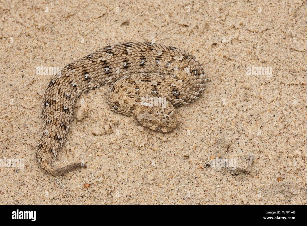 Namaqua Zwerg/Schneider Addierer, (Bitis schneideri) Der weltweit kleinste Viper. Port Nolloth, Südafrika. Stockfoto