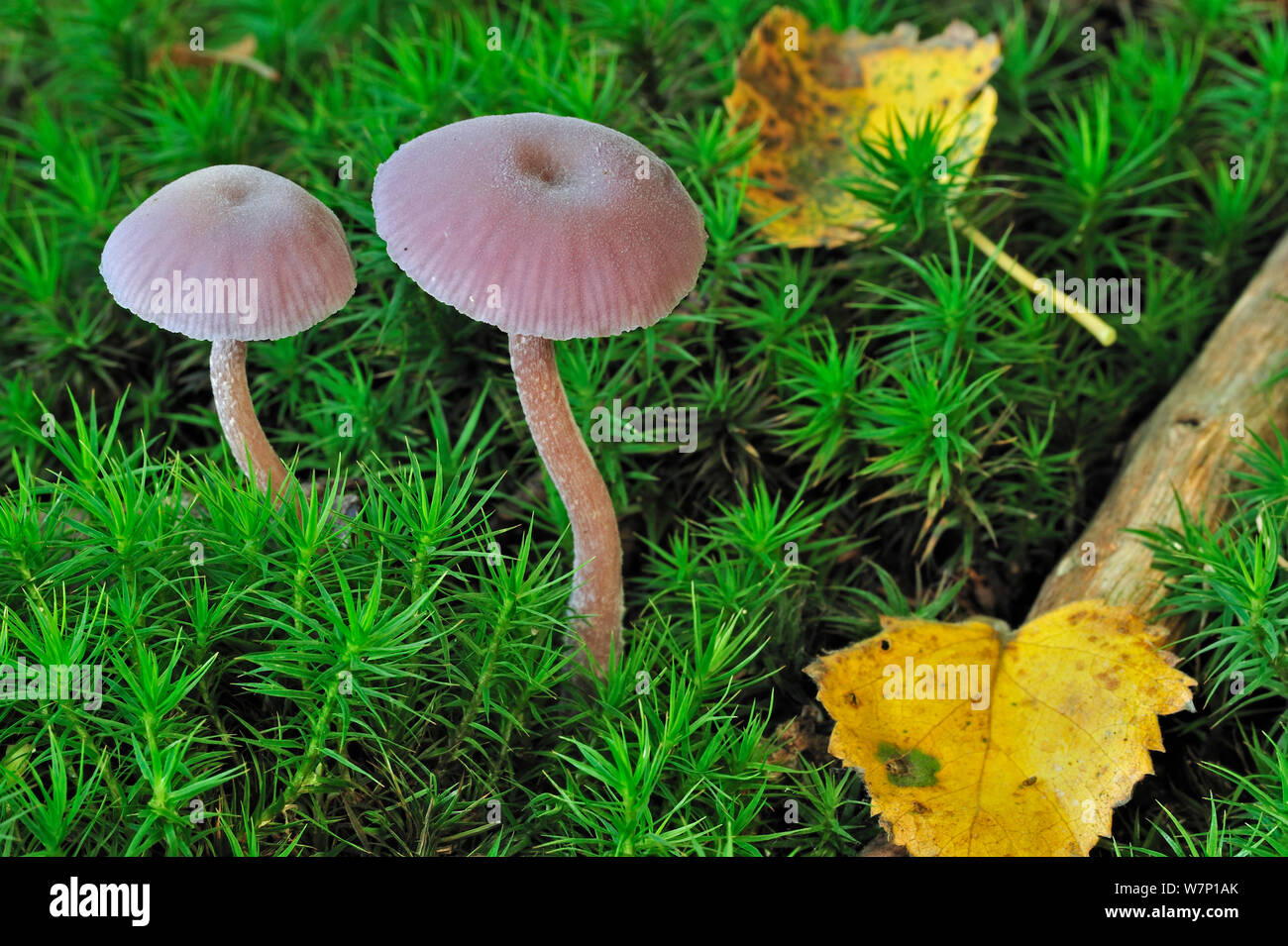Amethyst deceiver (Laccaria amethystea/amethystina) zunehmend unter Moos auf Waldboden im Herbst, Belgien Oktober Stockfoto