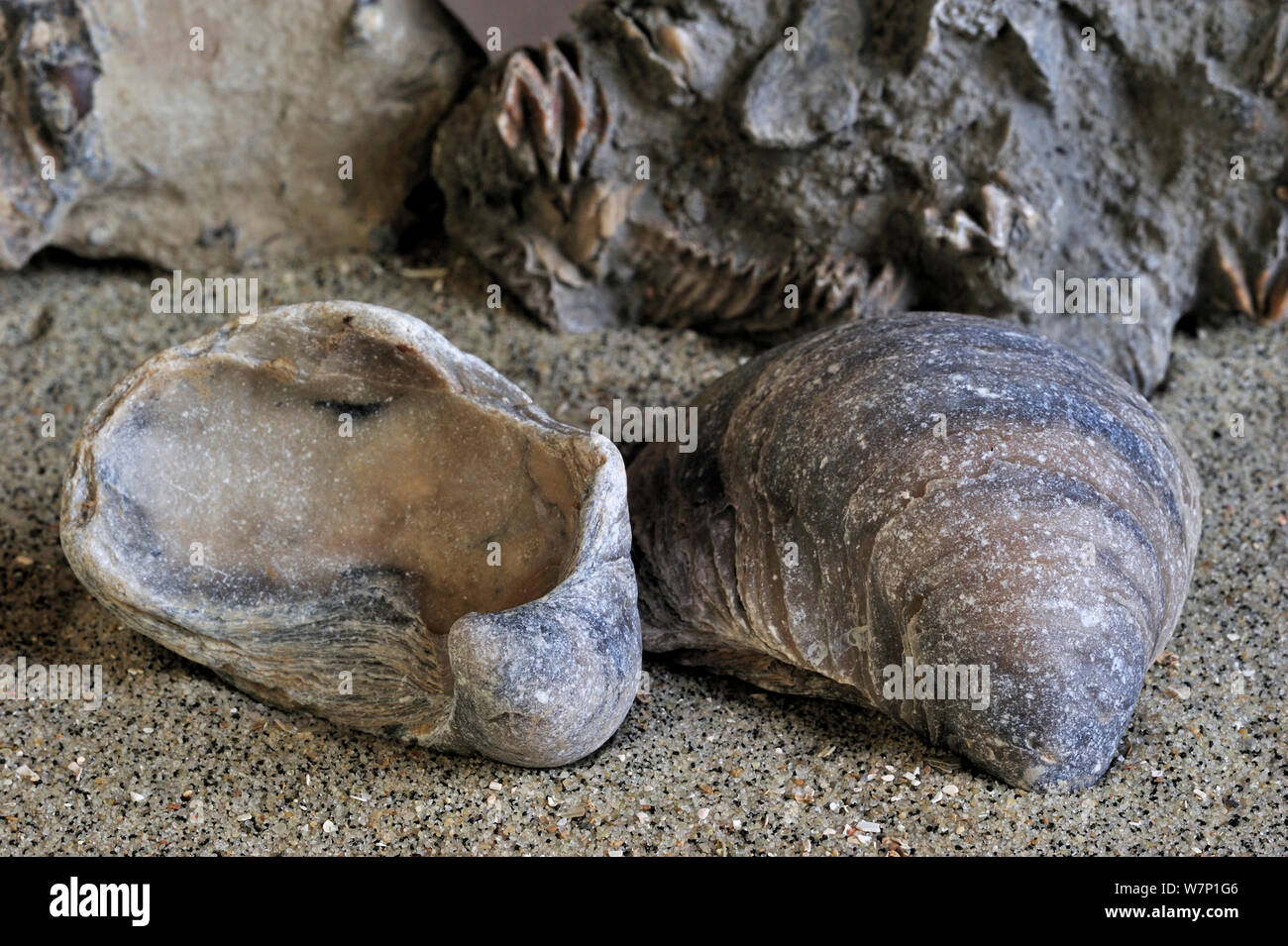 Devil's Zehennagel Fossilien (Gryphaea dilatata) Arten von Jurassic Auster, Gryphaeidae marine Muschelart in Vaches Noires, Normandie, Frankreich gefunden Stockfoto