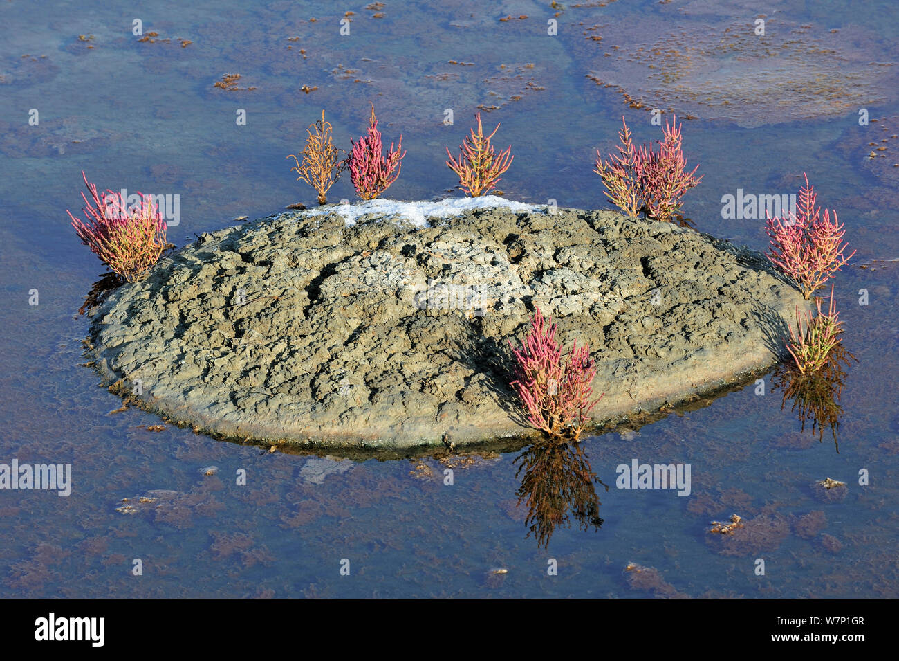 Marsh Queller (Salicornia europaea) wachsen in der salzpfanne für die Produktion von Fleur de Sel/Meersalz auf der Insel Ile de Re, Charente-Maritime, Frankreich September 2012 Stockfoto