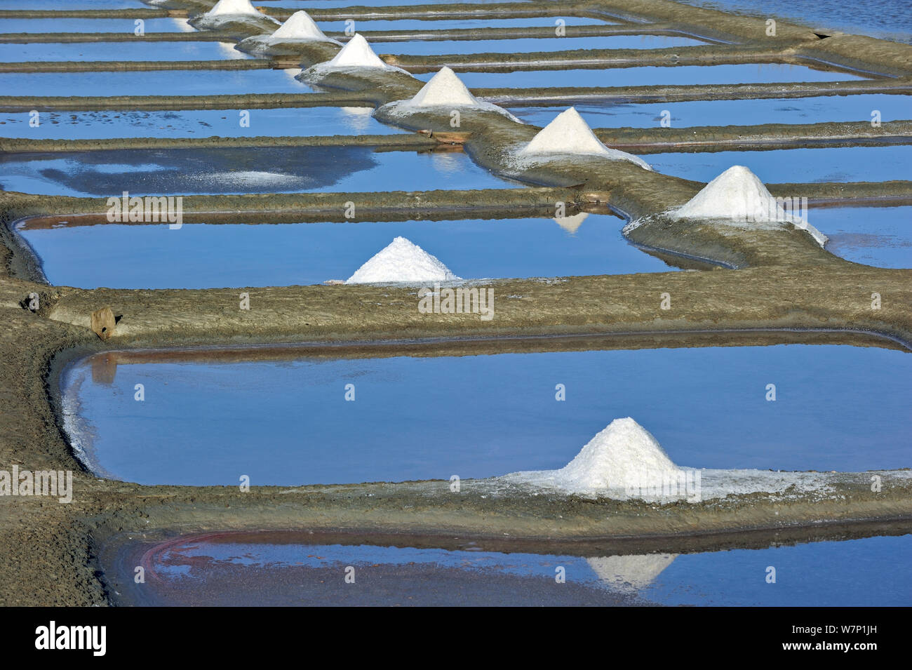 Salz Pan für die Produktion von Fleur de Sel/Meersalz auf der Insel Ile de Re, Charente-Maritime, Frankreich, September 2012. Stockfoto