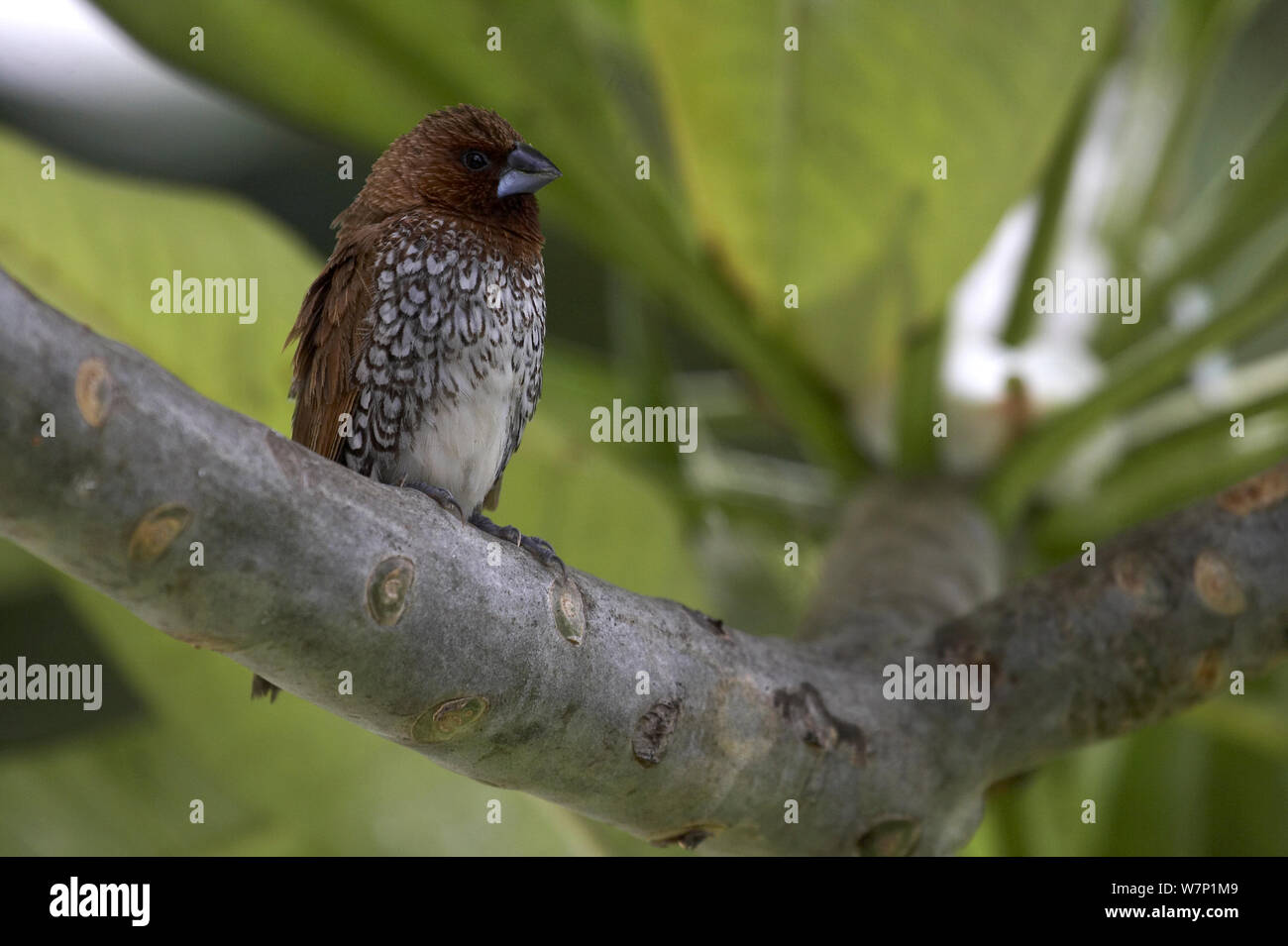 Scale-breasted Munia/Muskatnuss Manakin (Lonchura punctulata). Flic-en-Flac, Mauritius. Stockfoto