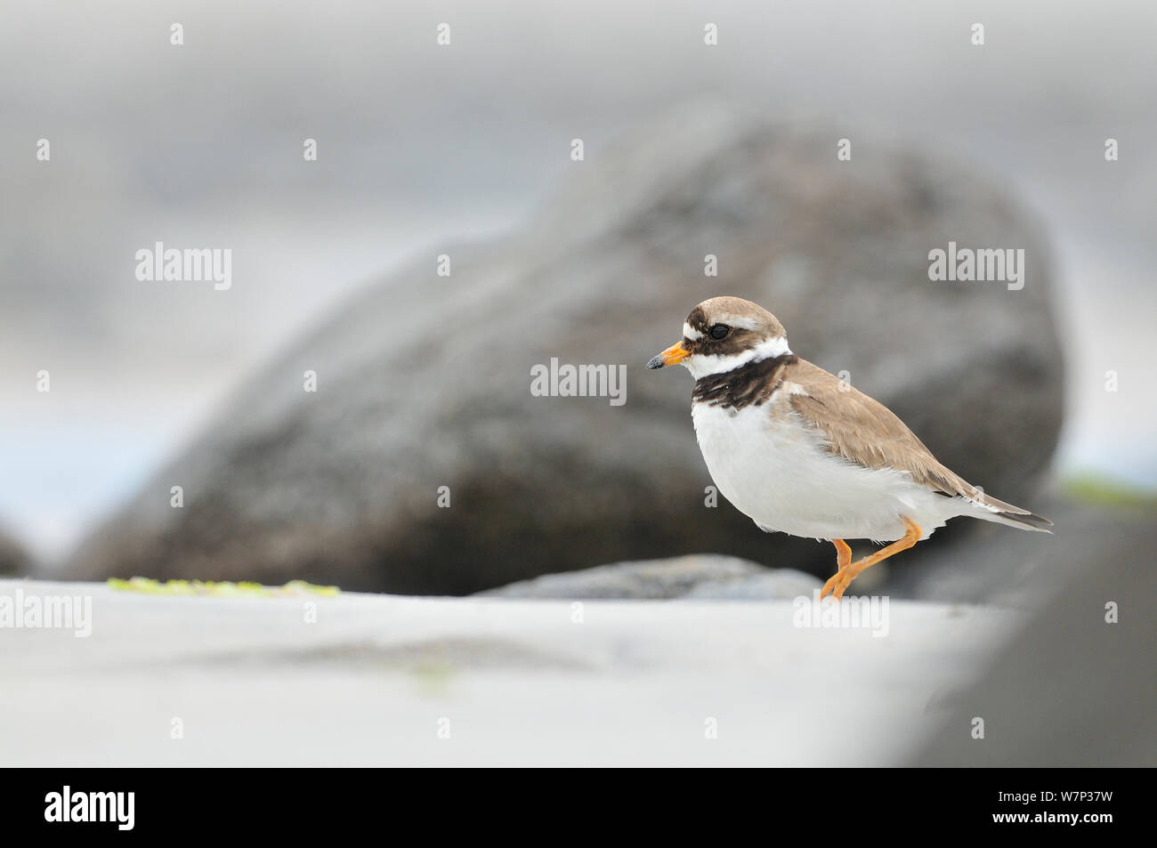 Männliche Flussregenpfeifer-Regenpfeifer (Charadrius Hiaticula) am Strand, äußeren Hebriden, Schottland, UK, Juni. Stockfoto