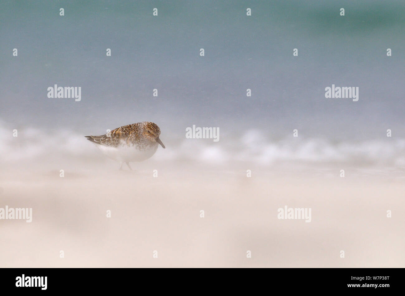 Sanderling (Calidris alba) am Strand in Zucht Gefieder mit Wind sand, Äußere Hebriden, Schottland, UK, Juni. Stockfoto