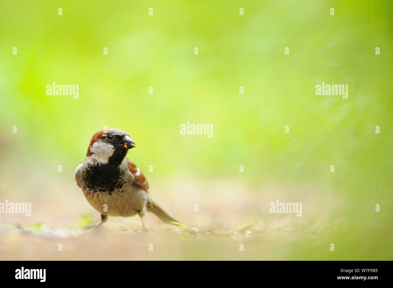 Männliche Haussperling (Passer domesticus) auf Masse, Fütterung, Perthshire, Schottland, Großbritannien, Juli. Stockfoto