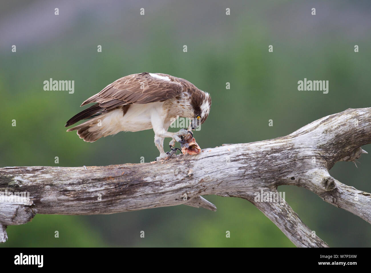 Fischadler (Pandion haliaetus) Fütterung auf Fisch Beute, Cairngorms National Park, Schottland, Großbritannien, Juli. Stockfoto