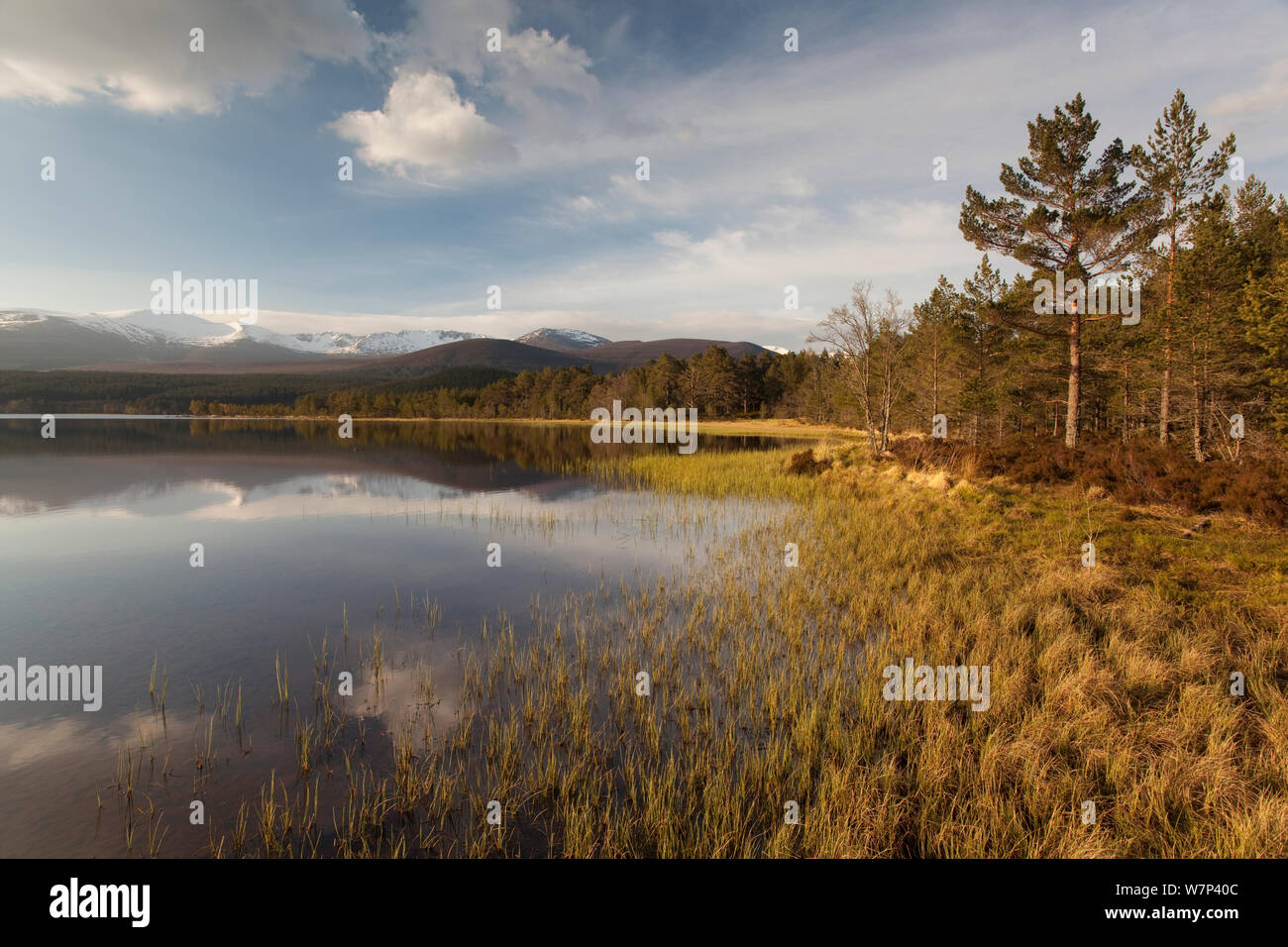 Blick entlang der Ufer von Loch Morlich, Cairngorms National Park, Schottland, UK, Mai. Stockfoto