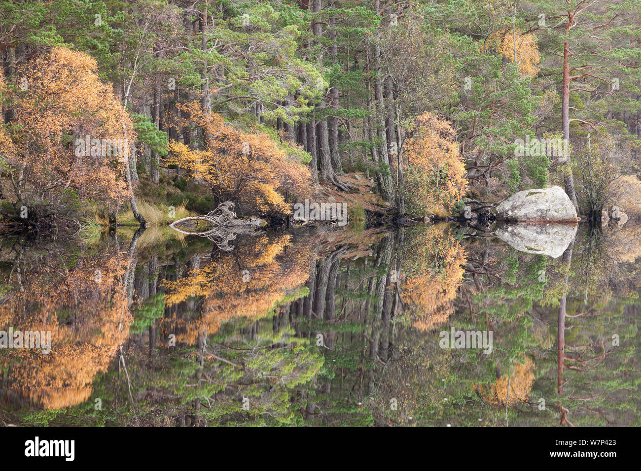 Bäume wie Hängebirke (Betula pendula) und Gemeine Kiefer (Pinus sylvestris) in Loch Garten, Loch Garten RSPB Reservat, Cairngorms National Park, Schottland, Oktober 2012 widerspiegelt. Stockfoto
