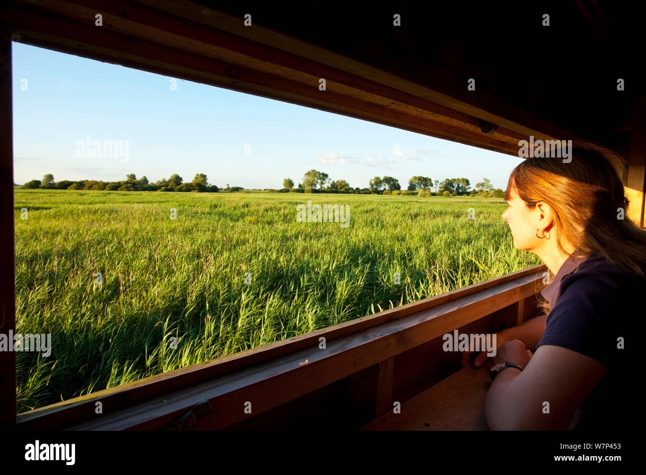Frau, die aus einer Vogelbeobachtung ausblenden über schilfgebieten, Woodwalton Fen National Nature Reserve, Cambridgeshire, England, Großbritannien, Juli 2012. Stockfoto