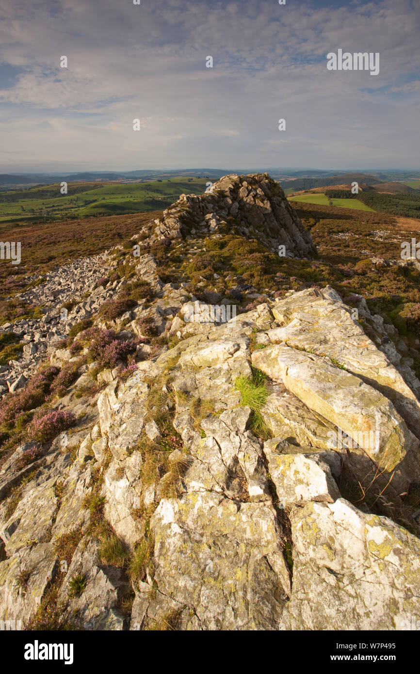 Felsvorsprung aus ordovizium Quarzit auf stiperstones Ridge, stiperstones National Nature Reserve, Shropshire, England, UK, August 2012. Stockfoto