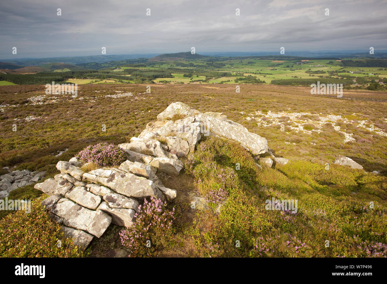 Felsvorsprung aus ordovizium Quarzit auf stiperstones Ridge, stiperstones National Nature Reserve, Shropshire, England, UK, August 2012. Stockfoto
