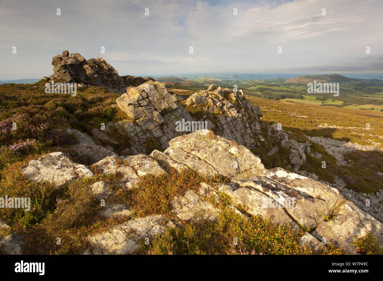 Felsvorsprung aus ordovizium Quarzit auf stiperstones Ridge, stiperstones National Nature Reserve, Shropshire, England, UK, August 2012. Stockfoto