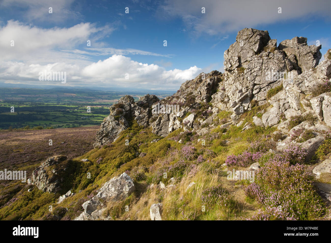 Felsvorsprung aus ordovizium Quarzit auf stiperstones Ridge, stiperstones National Nature Reserve, Shropshire, England, UK, August 2012. Stockfoto