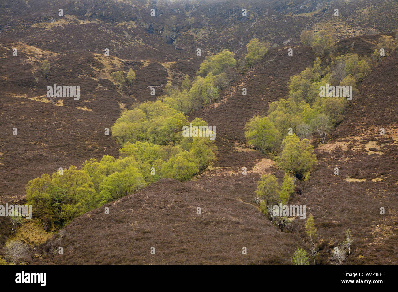Silber Birken (Betula pendula) wachsen in der Schlucht (clough) auf Berggebiete Moorland, Wester Ross, Schottland, kann Stockfoto