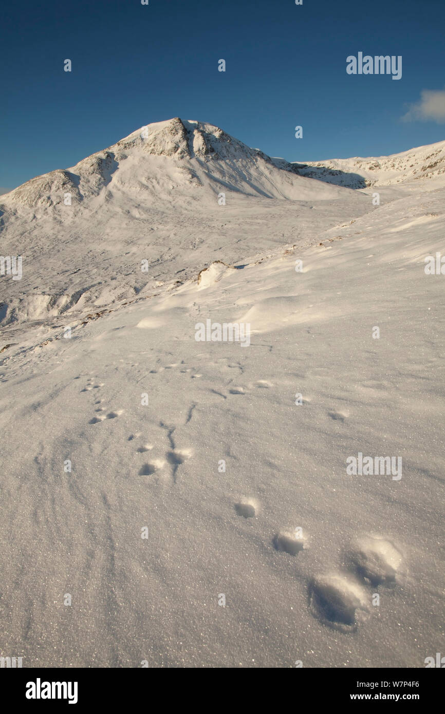 Schneehase Fußspuren im Schnee mit einem Cearcallach im Hintergrund, creag Meagaidh National Nature Reserve, Schottland, UK, Dezember 2010 NICHT FÜR DEN VERKAUF IN ITALIEN BIS ZUM 31. DEZEMBER 2013 Stockfoto