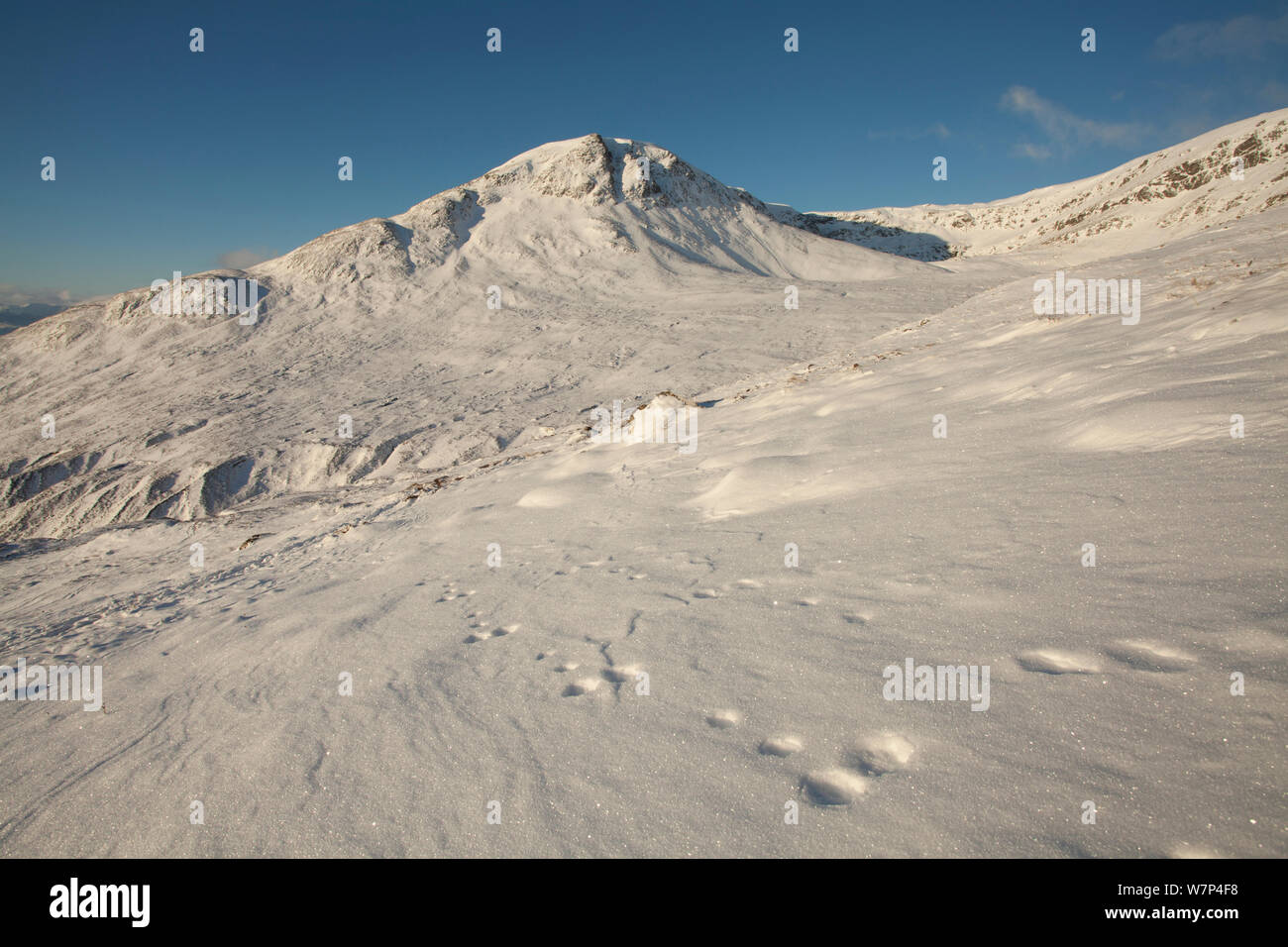 Schneehase Fußspuren im Schnee mit einem Cearcallach im Hintergrund, creag Meagaidh National Nature Reserve, Schottland, UK, Dezember 2010 NICHT FÜR DEN VERKAUF IN ITALIEN BIS ZUM 31. DEZEMBER 2013 Stockfoto