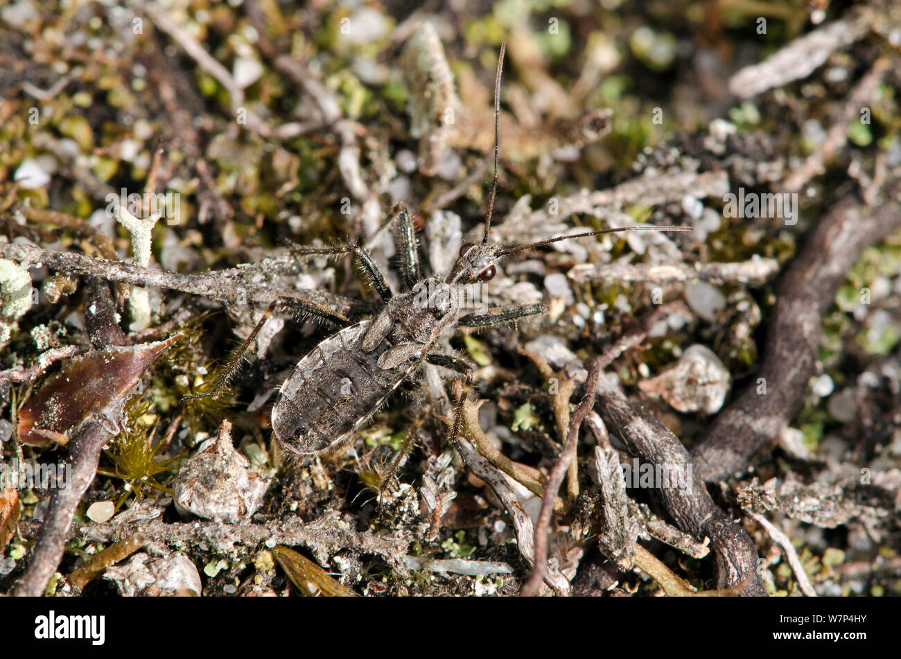 Heide assassin Bug (Coranus subapterus) gut getarnt auf dem Boden, ein Spezialist Heide Arten, West Sussex, UK, September Stockfoto