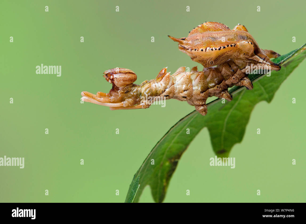 Lobster Moth (Stauropus fagi) Vierte instar Larve im typischen defensiven Haltung, UK, August, Captive Stockfoto