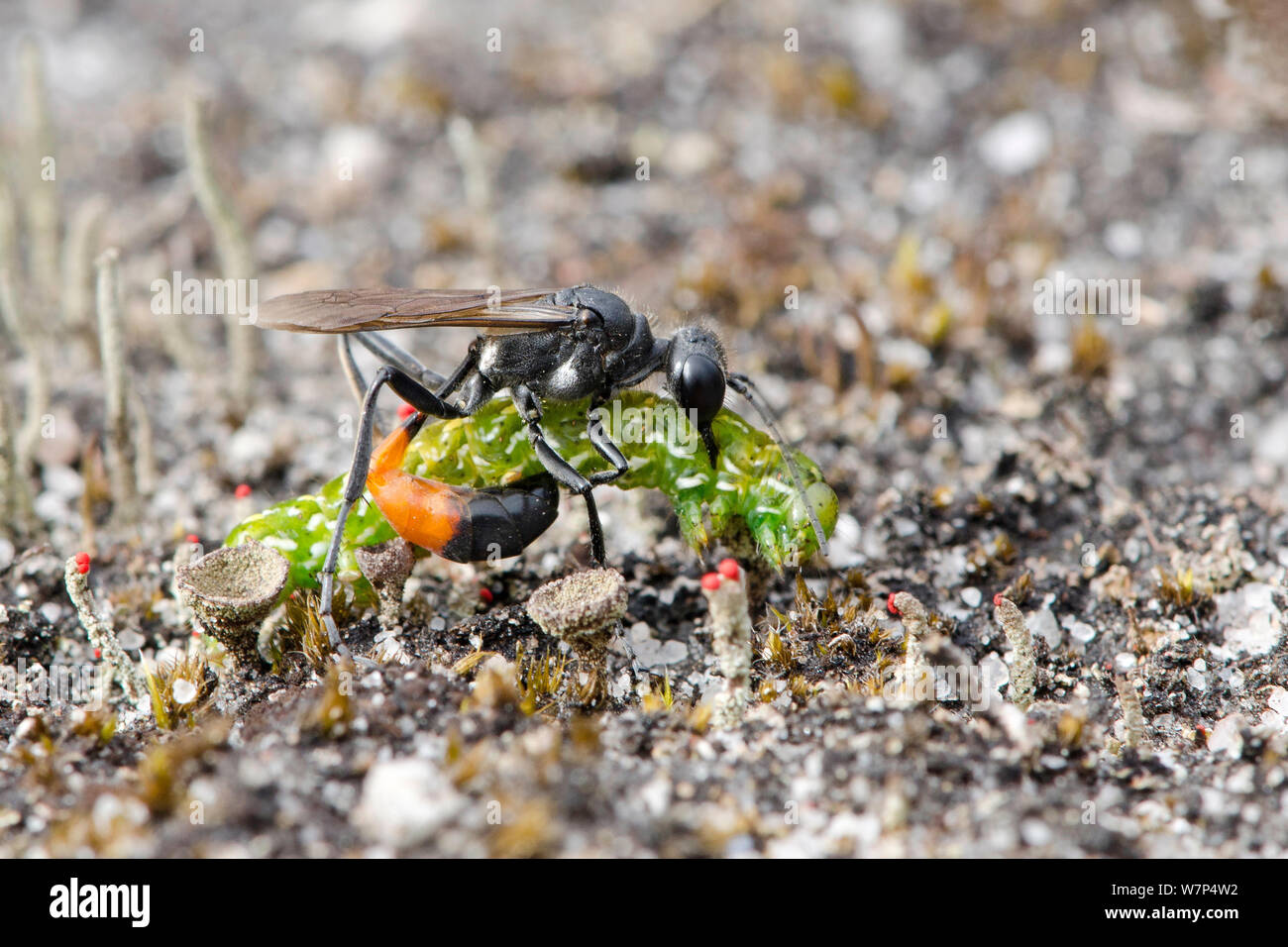 Sand Wasp (Ammophila pubescens) stechen Caterpillar der schönen gelben Underwing Motte (Anarta myrtilli), Surrey, UK, August Stockfoto