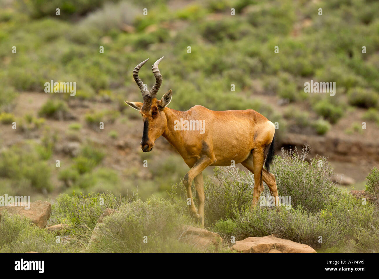 Red Hartebeest (Alcelaphus buselaphus) zu Fuß über trockenes Gestrüpp, Karoo, Südafrika, Februar Stockfoto