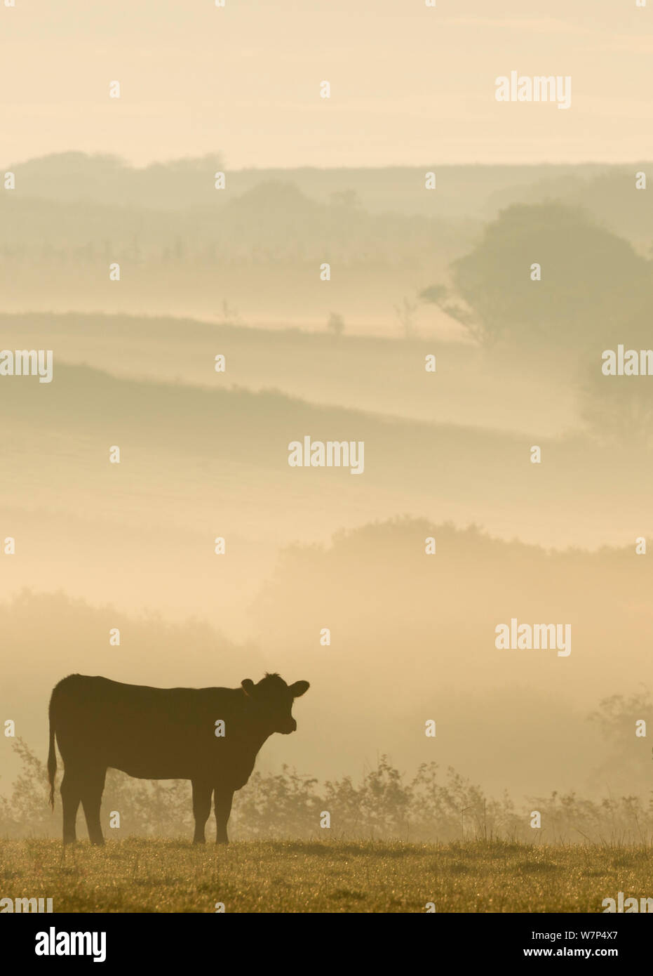 Kuh in Feld auf einem nebligen Morgen, in der Nähe von Bradworthy, North Devon, Großbritannien. Juli 2012. Stockfoto