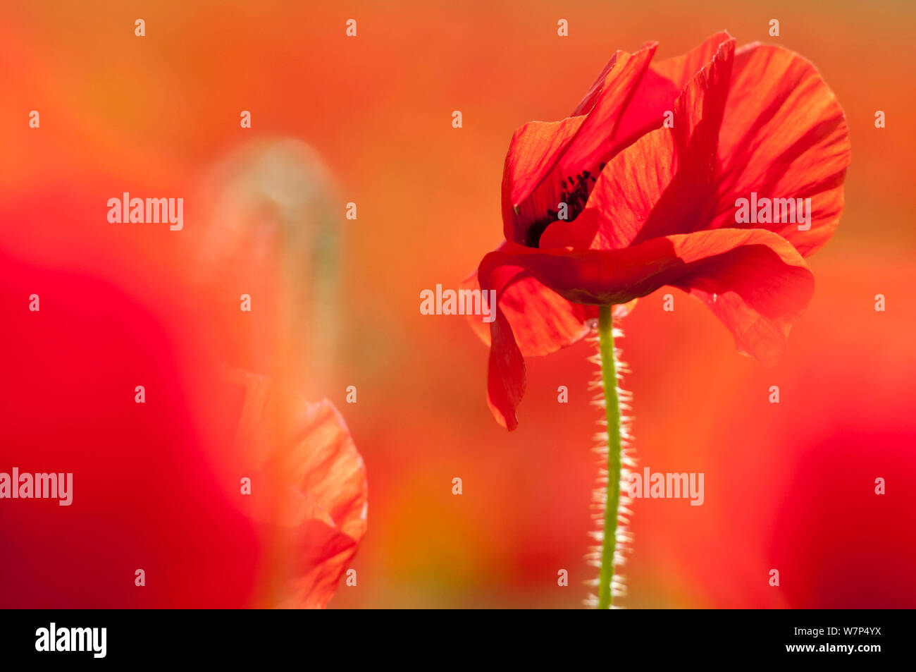 Gemeinsame Mohn (Papaver rhoeas) mit Hintergrundbeleuchtung in der Abendsonne, Polly Witz, Crantock, Newquay, Cornwall, England. Juni Stockfoto