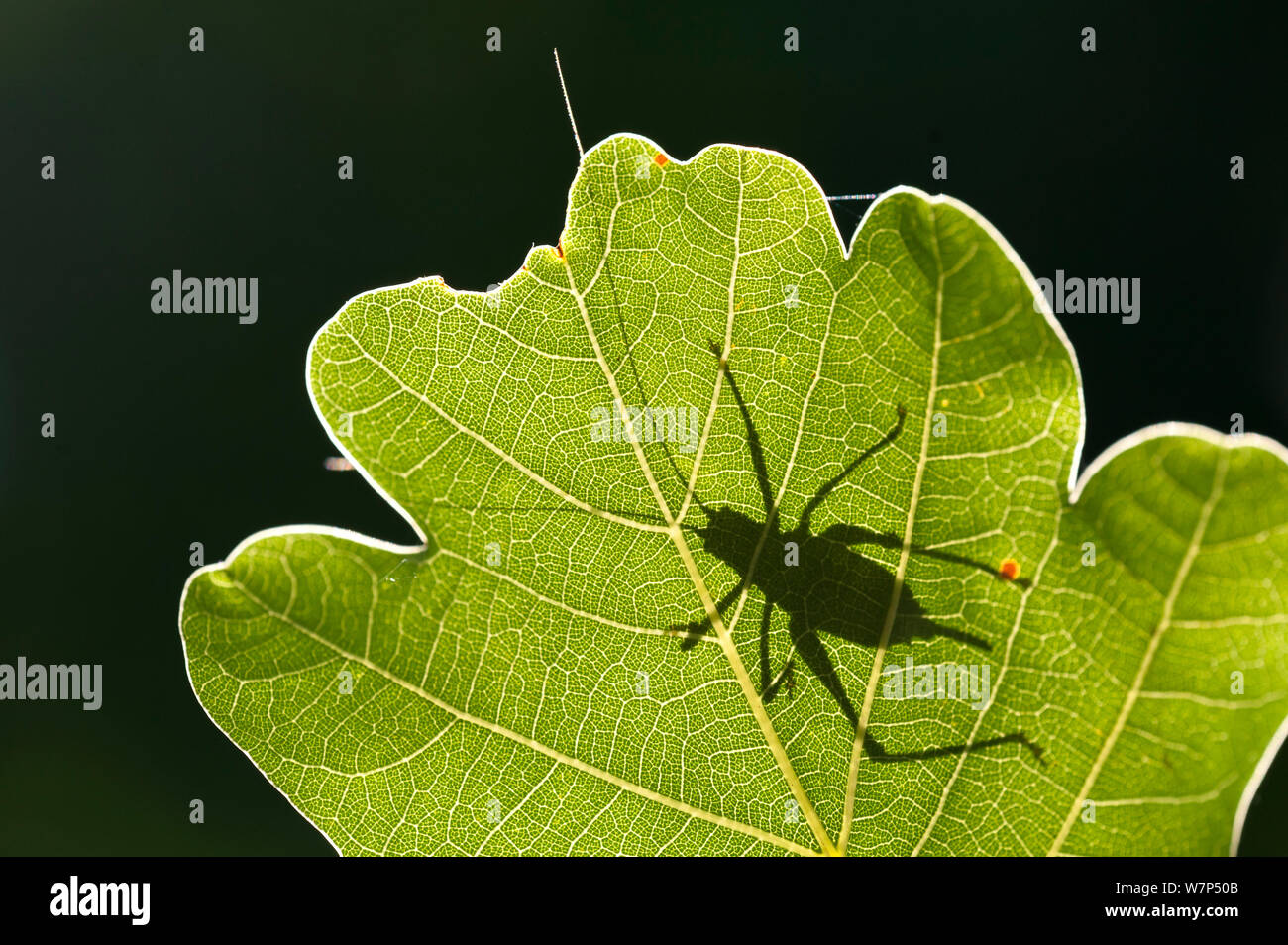 Gesprenkelte bush Cricket (Leptophyes punctatissima) Überblick über hinterleuchtete Eichenlaub gesehen, Bovey Tracey, Devon, Großbritannien. August Stockfoto
