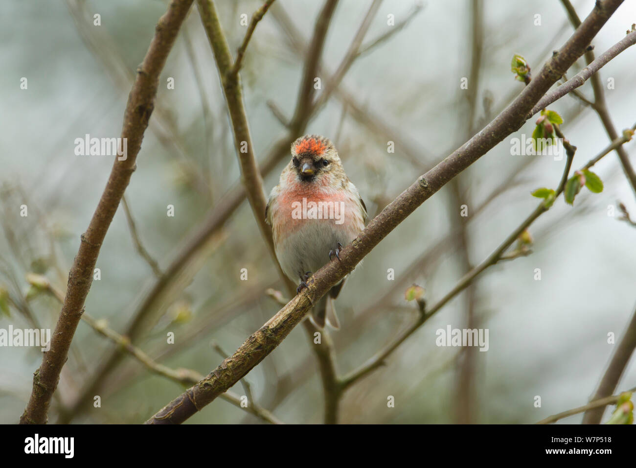 Redpoll (Carduelis flammea) männlichen Erwachsenen. Wales, UK, Mai. Stockfoto