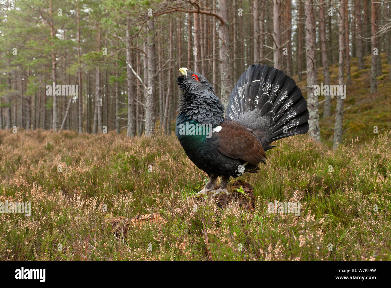 Auerhahn (Tetrao urogallus) erwachsenen männlichen Anzeigen in Pinien Wald. Cairngorms National Park. Schottland, Großbritannien, Februar. Stockfoto