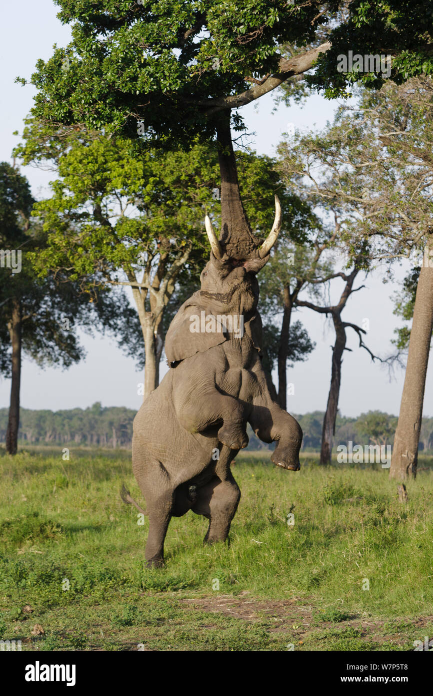 Afrikanischer Elefant (Loxodonta Africana) stehend auf Hinterbeinen zu erreichen fährt hoch im Baum. Masai Mara Game Reserve, Kenia. Stockfoto