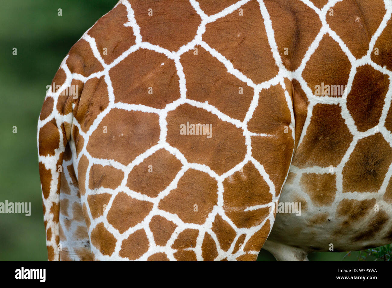 Netzgiraffe (Giraffa Camelopardalis reticulata) Markierungen auf der Rückseite, Samburu Game Reserve, Kenia. Stockfoto