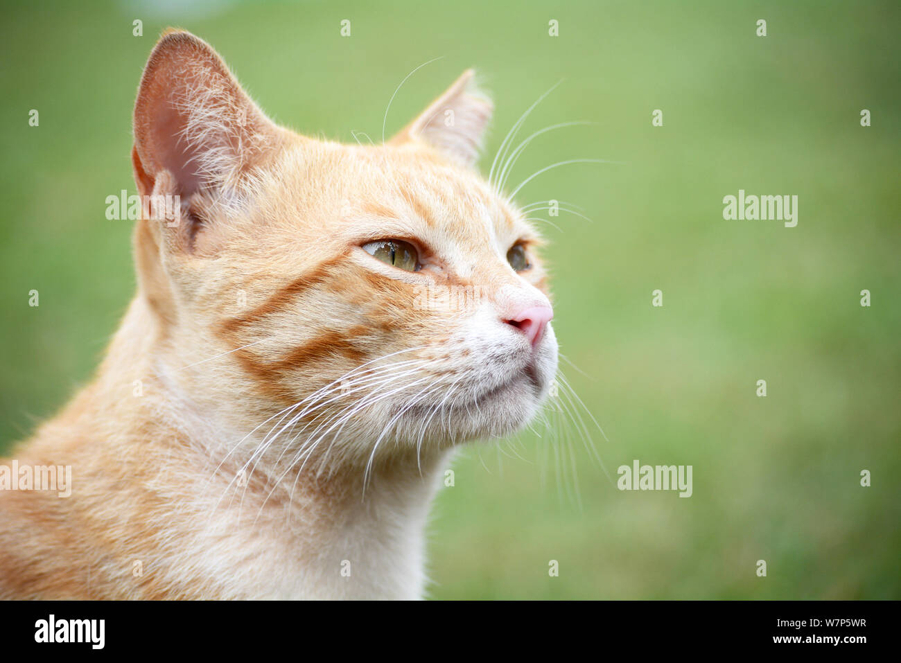 Gelbe Katze Nahaufnahme Portrait auf grünem Hintergrund Stockfoto