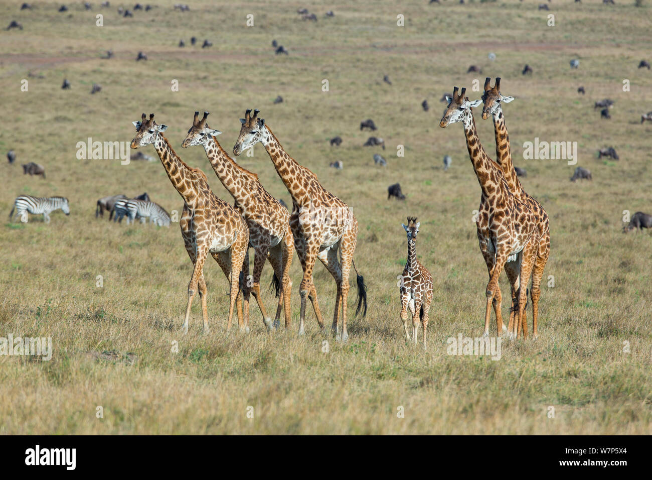 Masai Giraffe (Giraffa cameleopardalis tippelskirchi), Herde mit Baby- und verschiedenen Ebenen Säugetiere im Hintergrund. Masai-Mara Game Reserve, Kenia. Stockfoto