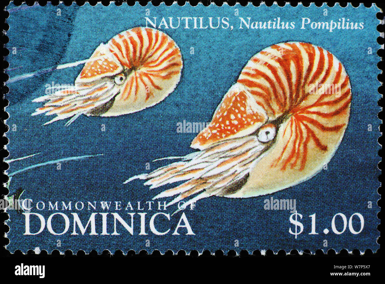 Zwei nautiluses Unterwasser auf Briefmarke von Dominica Stockfoto