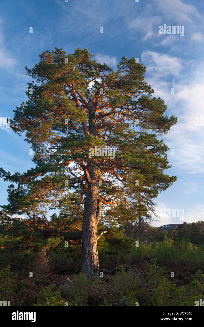 Scots Pine Tree/Caledonian Kiefer (Pinus sylvestris) im Rothiemurchus Wald, Cairngorms National Park, Schottland, UK März 2012 Stockfoto