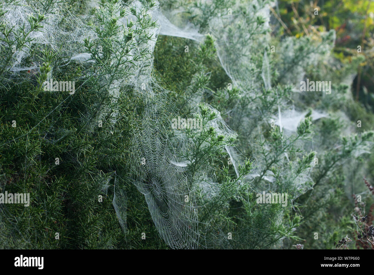 Masse des webbasierten Spider in der Morgendämmerung, Bulbarrow Hill, Dorset, Großbritannien Stockfoto