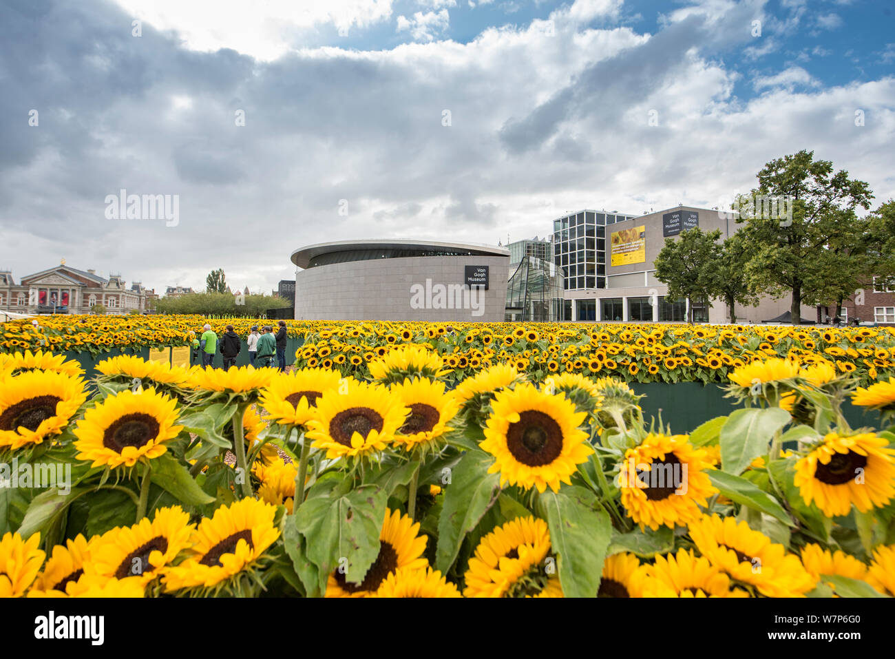 Sonnenblumen in das Van Gogh Museum, Amsterdam Stockfoto