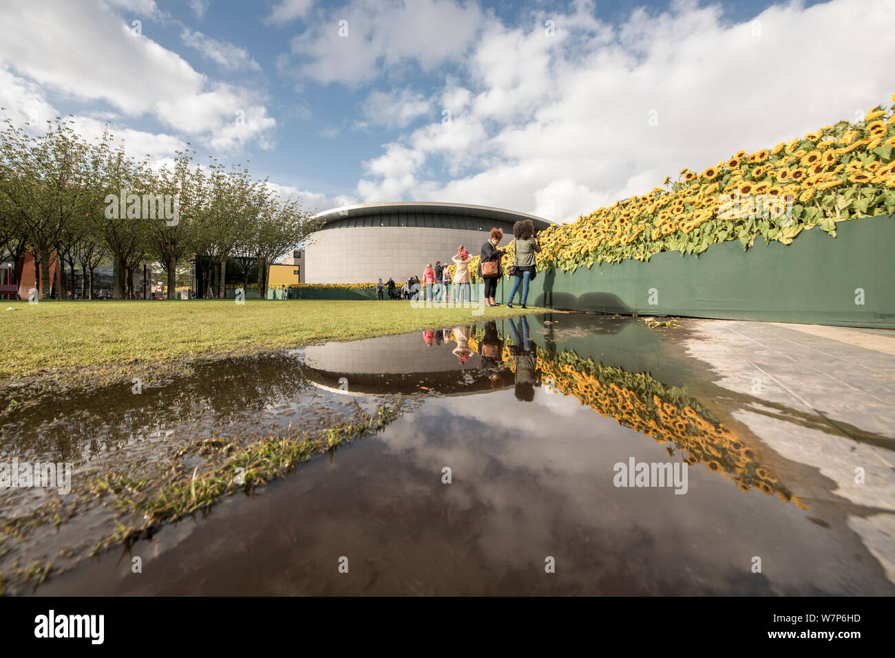 Sonnenblumen in das Van Gogh Museum, Amsterdam Stockfoto